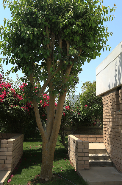 Rectangle 182.png (12)